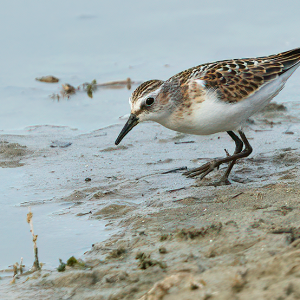 Kleine Strandloper