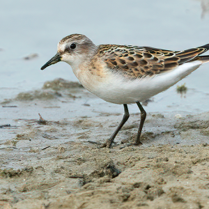 Sept. 2022 Kleine Strandloper