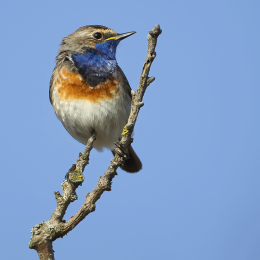 Blauwborst: juni