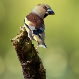 Appelvink