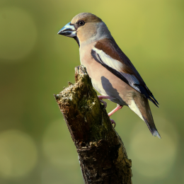 Appelvink