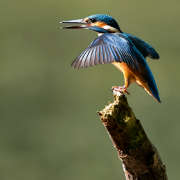 IJsvogel