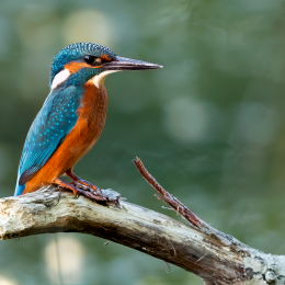 IJsvogel