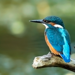 IJsvogel