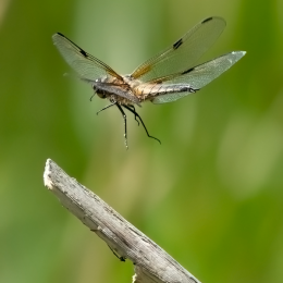 Platbuik
